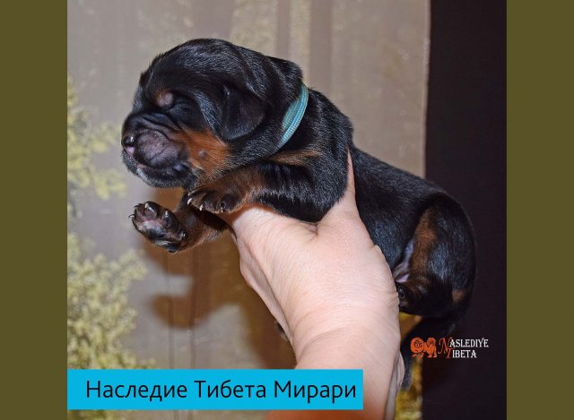 Щенки от пары Ерик х Конфета